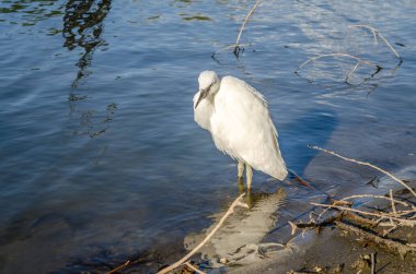 Beyaz balıkçıl bataklığın kıyısında suyun yanında duruyor..