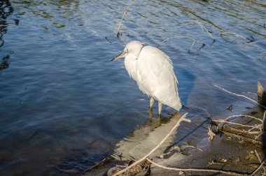 Beyaz balıkçıl bataklığın kıyısında suyun yanında duruyor..