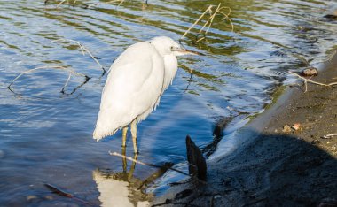 Beyaz balıkçıl bataklığın kıyısında suyun yanında duruyor..