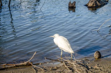 Beyaz balıkçıl bataklığın kıyısında suyun yanında duruyor..