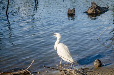 Beyaz balıkçıl bataklığın kıyısında suyun yanında duruyor..