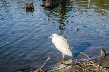 The White Heron stands by the water on the shore of the swamp.