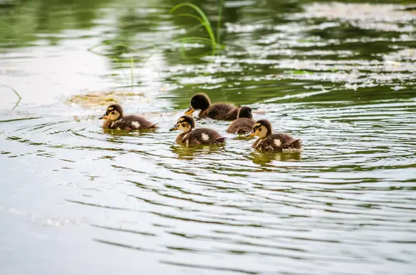 Young ducklings swim in the water in a tributary of the Danube.