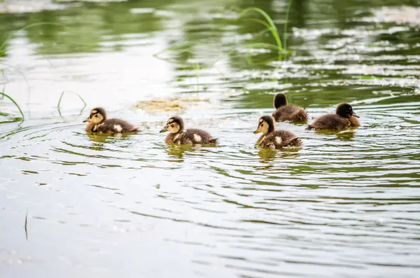 Young ducklings swim in the water in a tributary of the Danube.