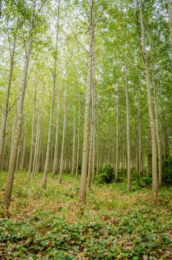 Kavak ağaçlı genç bir orman manzarası. Genç kavak ağaçlarıyla dolu yeşil bir orman, sabah güneşiyle aydınlanıyor..