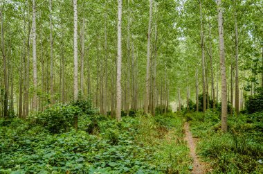 A view of a young forest with Poplar trees. A green forest with young Poplar trees, illuminated by the morning sun.