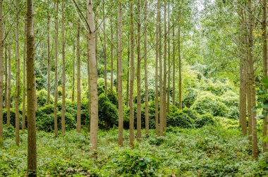 A view of a young forest with Poplar trees. A green forest with young Poplar trees, illuminated by the morning sun.
