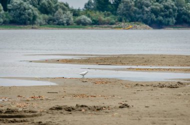Beyaz balıkçıl doğal ortamında. Tuna 'nın kumlu kıyısında, doğal ortamında beyaz bir balıkçıl..