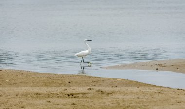 Beyaz balıkçıl doğal ortamında. Tuna 'nın kumlu kıyısında, doğal ortamında beyaz bir balıkçıl..