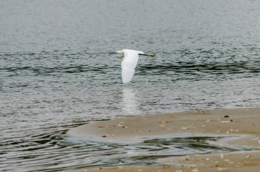 Beyaz balıkçıl doğal ortamında. Tuna 'nın kumlu kıyısında, doğal ortamında beyaz bir balıkçıl..