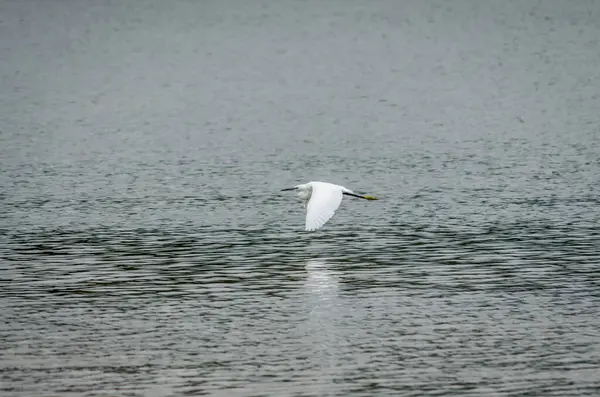 White heron in its natural environment. A white egret on the sandy bank of the Danube in its natural environment.