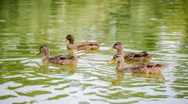 Wild ducks swim in the muddy water of a tributary of the Danube.