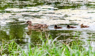 A duck with young ducks swims on the water in the tributary of the Danube River.