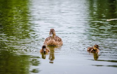 A duck with young ducks swims on the water in the tributary of the Danube River.