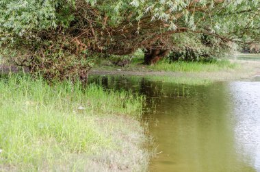 Panoramic view of the National Park - Sodros. Panoramic view of the National Park - Sodros in summer.