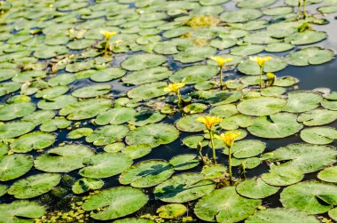 Beautiful flowers of wetland plants, yellow water lily.