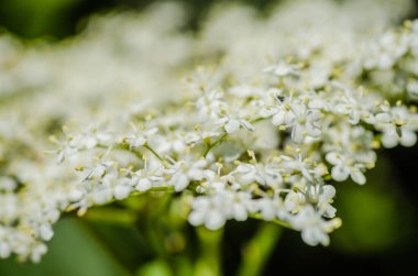 sambucus nigra beyaz çiçekleri kümeleri, Avrupa yaşlı ağaç