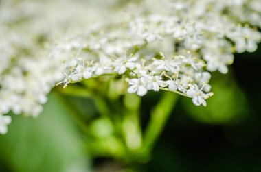 sambucus nigra beyaz çiçekleri kümeleri, Avrupa yaşlı ağaç