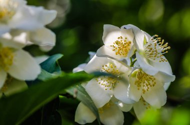 Beautiful blooming jasmine bush in the summer garden Fine ornamental plant