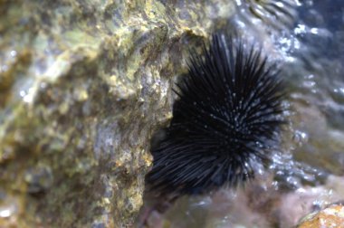 Kaya havuzundaki kayaya bağlanmış bir Cape deniz kestanesinin yakın görüntüsü..