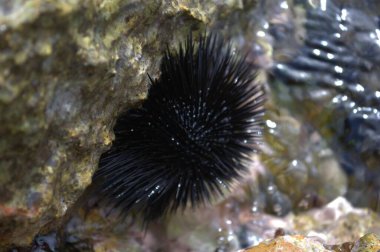 A close-up view of a Cape sea urchin attached to a rock in a rock pool.