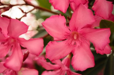 Neryum zakkum. Pembe neryum zakkum çiçekli Bush, yakın plan..