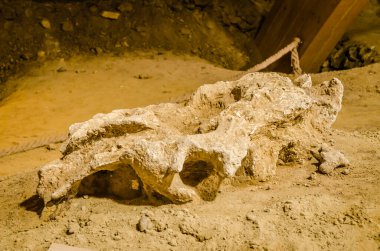 Golubac, Sırbistan - 22 Nisan 2017: sergi-mamut kemiği