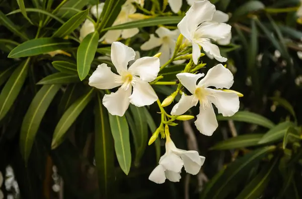 stock image Nerium oleander. Bush with white oleander flowers close-up.