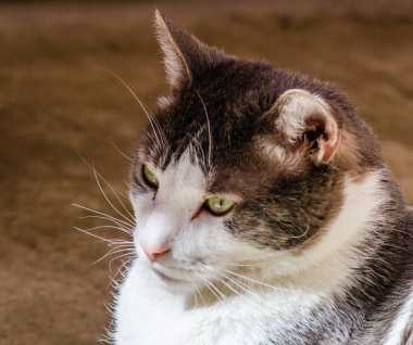 Portrait of a gray and white cat illuminated by the sun.