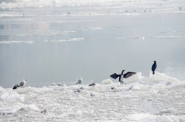 A flock of birds on the frozen water of the Danube River below the Petrovaradin Fortress, Vojvodina, Novi Sad, Petrovaradin, Serbia. clipart