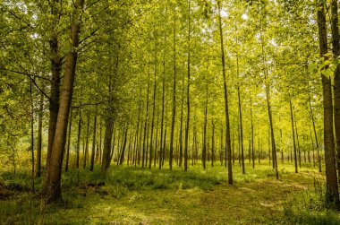 Yılın yaz döneminde Tuna nehri boyunca güneşle aydınlatılan yeşil orman..