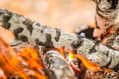 Yakından çekilen odunlar, odun, kömür ve küller alevler içinde yanıyor..