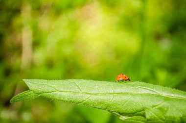 Isırgan yaprağındaki uğur böceğinin yakın plan görüntüsü..