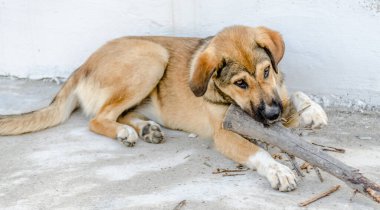 Sarı köpek bahçede dinleniyor ve bir tahta parçasıyla oynuyor..