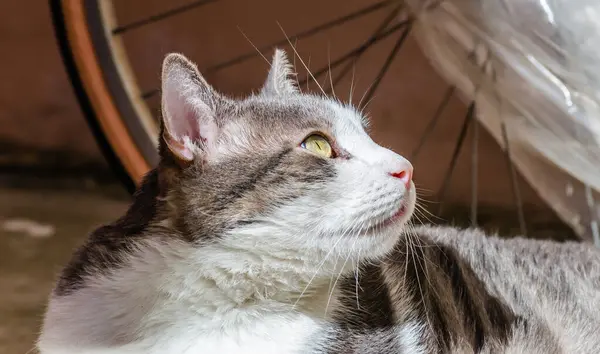 stock image Portrait of a gray and white cat illuminated by the sun.