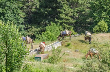 Yunanistan 'da Olimpos Dağı' nda Stavros 'un yukarısındaki gözetleme kulesinin altında otlayan atlar.