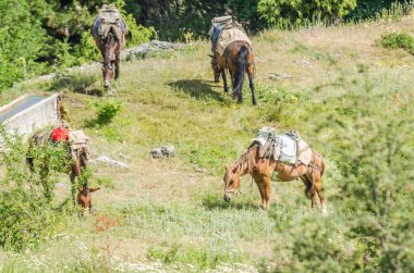 Yunanistan 'da Olimpos Dağı' nda Stavros 'un yukarısındaki gözetleme kulesinin altında otlayan atlar.