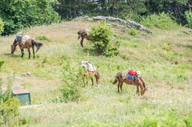 Yunanistan 'da Olimpos Dağı' nda Stavros 'un yukarısındaki gözetleme kulesinin altında otlayan atlar.