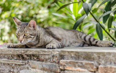 Gray cat with a colorful tail, sitting in the morning sun. clipart