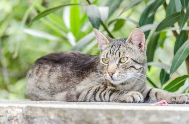 Gri kuyruklu gri kedi, sabah güneşinde oturuyor..