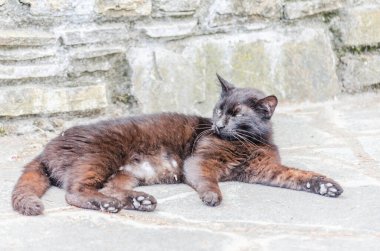 Litohoro köyünde sokakta uzanan siyah bir kedi manzarası.