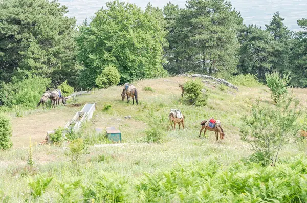 stock image Horses grazing under a lookout tower above Stavros in Greece on Mount Olympus.