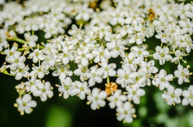 sambucus nigra beyaz çiçekleri kümeleri, Avrupa yaşlı ağaç