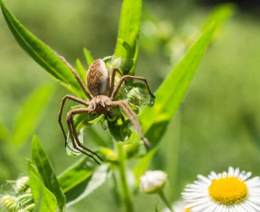 Meadow spider in its natural environment. A meadow spider on the flower of a meadow plant in its natural environment.