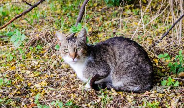 Gri kuyruklu gri kedi, sabah güneşinde oturuyor..