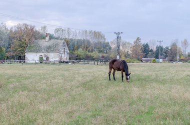 Sırbistan 'ın Novi Sad kenti yakınlarındaki bir açıklıkta günlük otlaklarda atlar.