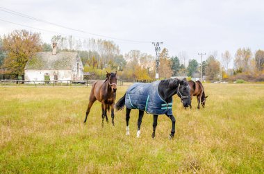 Sırbistan 'ın Novi Sad kenti yakınlarındaki bir açıklıkta günlük otlaklarda atlar.