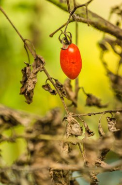 Yazın bahçede kiraz domatesi.