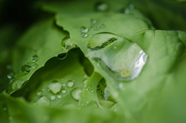 Genç sonbahar lahanaları, organik olarak üretilmiş, özel bir bahçenin yataklarında..