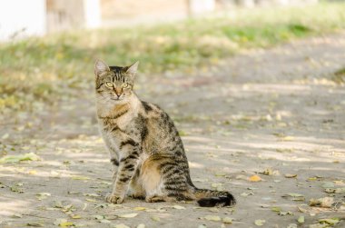 Gri kuyruklu gri kedi, sabah güneşinde oturuyor..